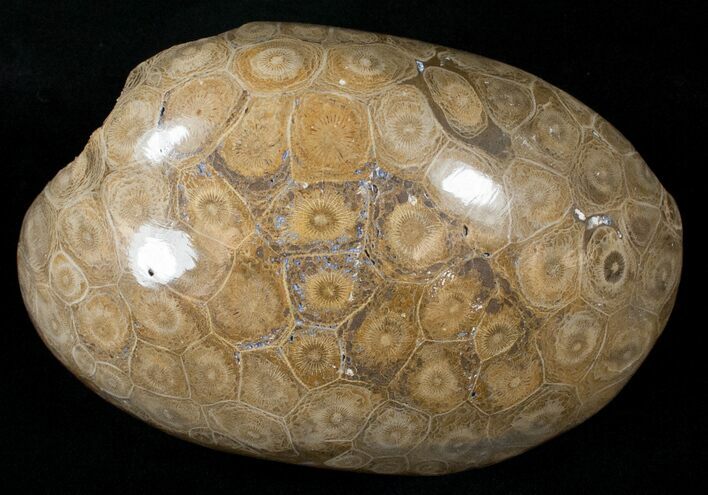 Polished Fossil Coral Head - Morocco #14640